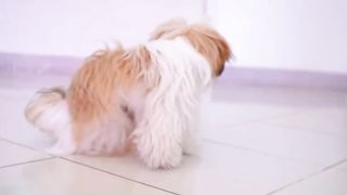 A little angry puppy! but it's so cute that I wasn't scared at all!!âœ‚ï¸â¤ï¸í ½í°¶.ENCODING