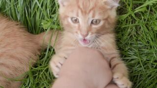 cute animals funny videos#viral video