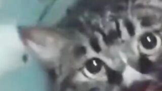 Funny cute cats