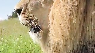Lions