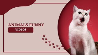 Animals funny video