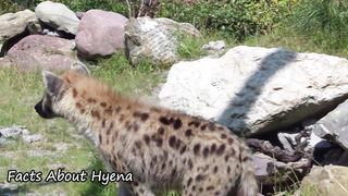 Amazing Facts About Hyena - Wild Animals - Wildlife