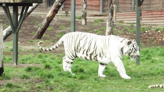 ANIMALS 12K ULTRA HD Dolby Stereo