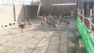 3 Month Age Ostrich chicks