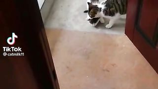 Cats video