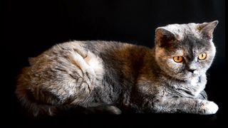 Cute cats_cutesmile