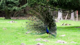 Peacock |dancing
