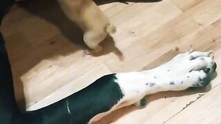 the strongest evil dog.