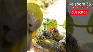 Baby bird goes crazy eating