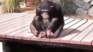 Humanity in monkey ❤️❤️ love animals