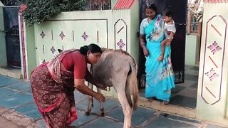 Indians & Donkey Milk بھارتی گدھی کے دودھ کے شیدائی