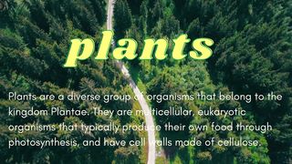 Information about plant
