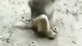Funny video, like Comment plz
