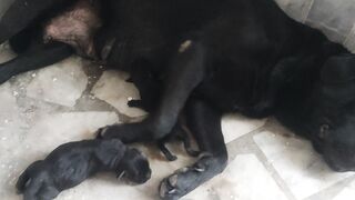 labrador new born babies