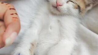 cute cat