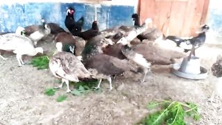 Fancy birds||Peacock farming||Online birds business