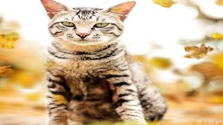 just cute cats