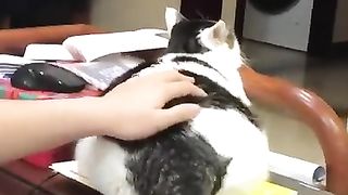 Funny video