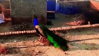 Bird ???????? love //tiktik//#shorts #ytshorts #tiktok#trending ???????? #shorts