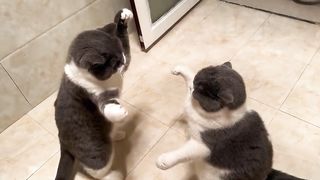Cats word num one video