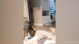 FUNNY DOGS, prepare yourself to CRY WITH LAUGHTER!