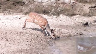Crocodile attack Failed. -  Funny Video