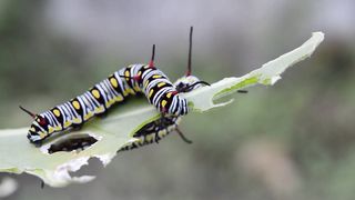 Caterpillars Eating