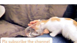 Best relaxing video with pets