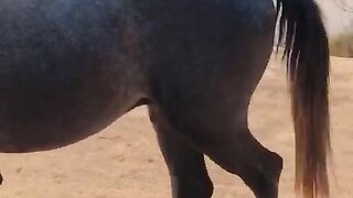Beautiful horse