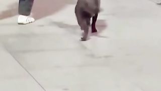 Puppy dancing