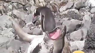 Wow Best comedy videos,