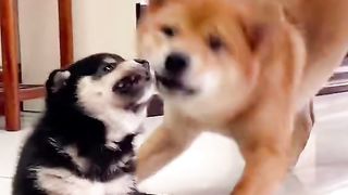 Puppy and mom