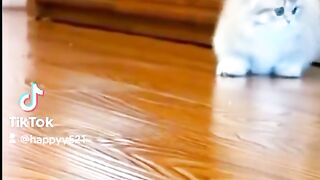 Cat Funny video