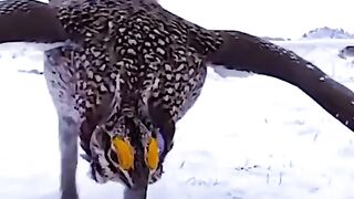 Pecooke birds beautyful