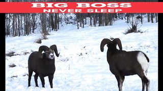 Most Dangerous & Deadly Big horn Sheep Head butting Battle