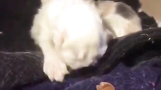 My cat gave birth for the first time| firsthand pregnancy bella