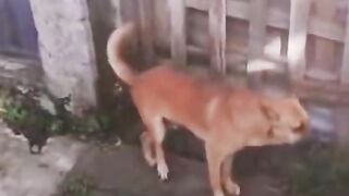 Dog dancing