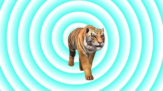 funny cheetah and lion fight