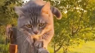 Funny short video