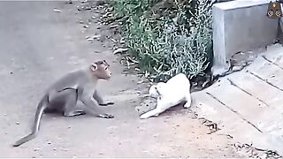 Angry cat