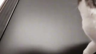 Funny-cat video