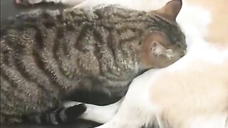 Funny video