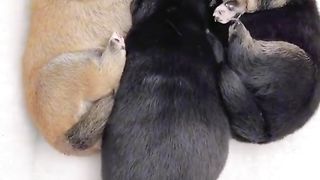 Cute puppy video funny dog