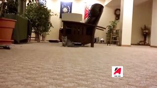Funny Videos Of Funny Cats