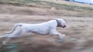 Doge race with car 10000 views ref 213385