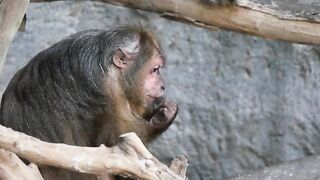 Funny monkey video ????????