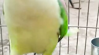 Parrot taking