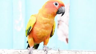 Beautiful parrot video cute parrot