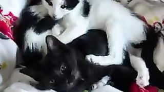 Cuddle Puddle ????