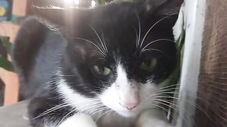 Cat funny video